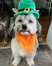 Happy St Paddy’s day from this Wookie.