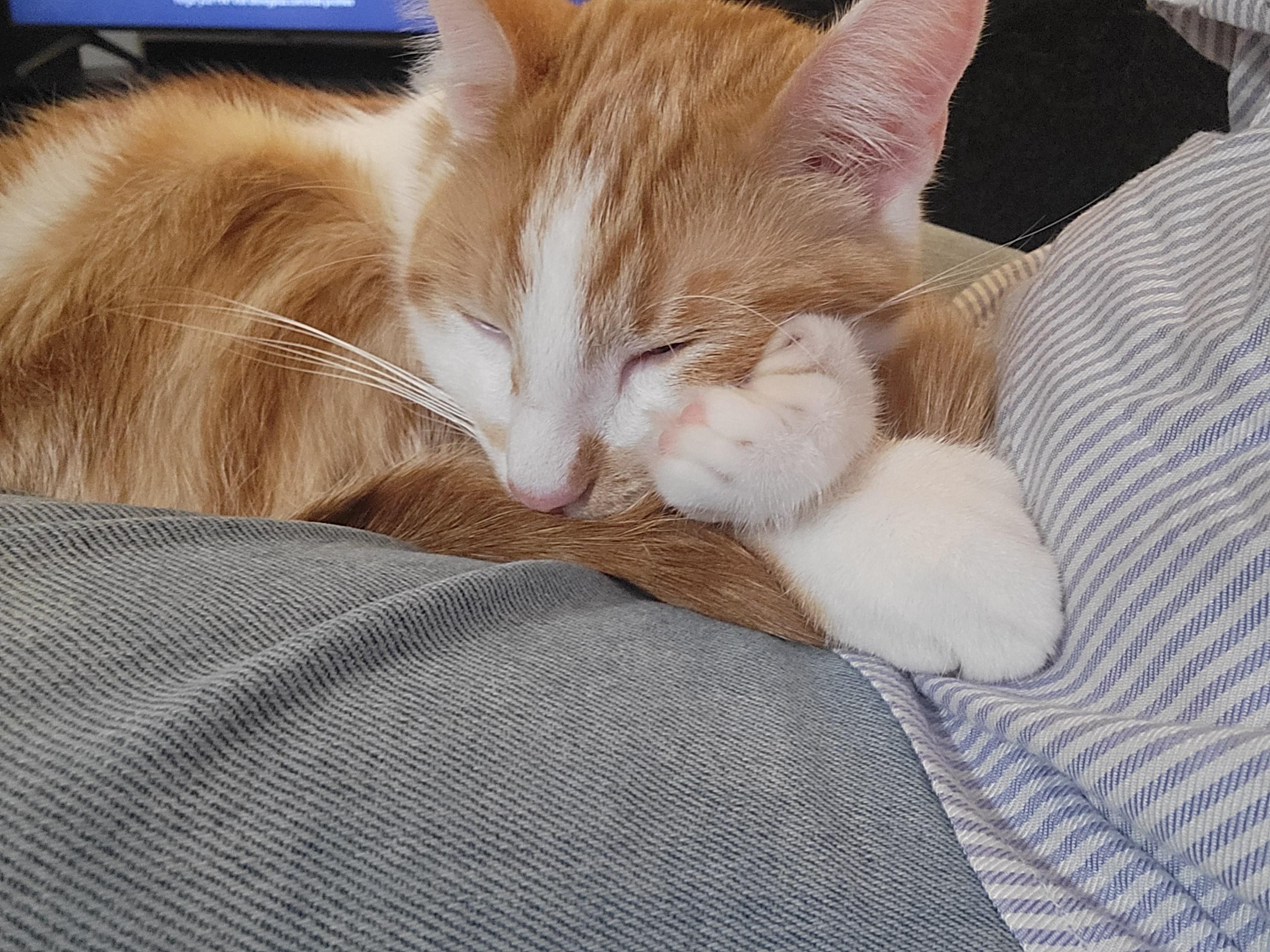 Life with thumbs