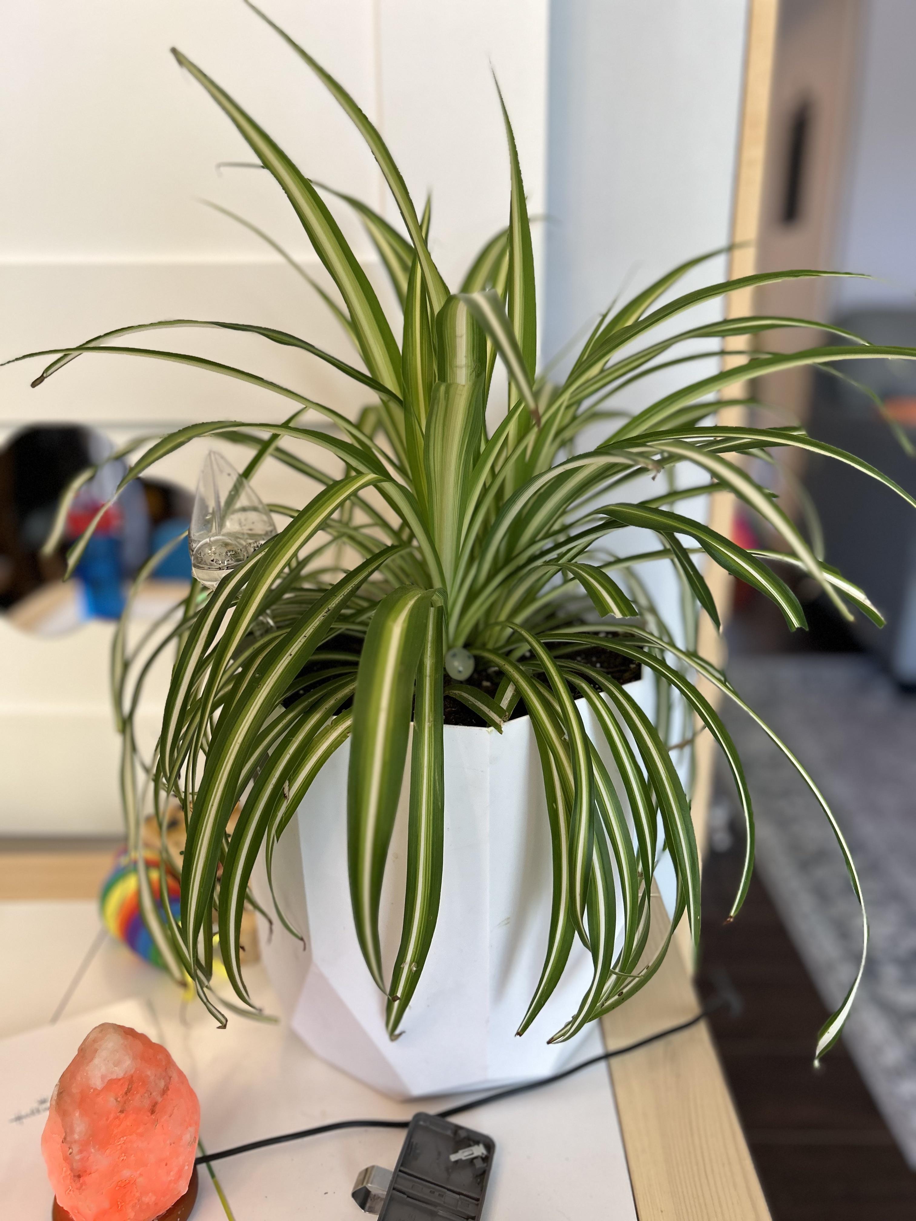 Any Idea Why My Lovely Bushy Spider Plant Isn t Producing Babies But any-idea-why-my-lovely-bushy-spider-plant-isn-t-producing-babies-but