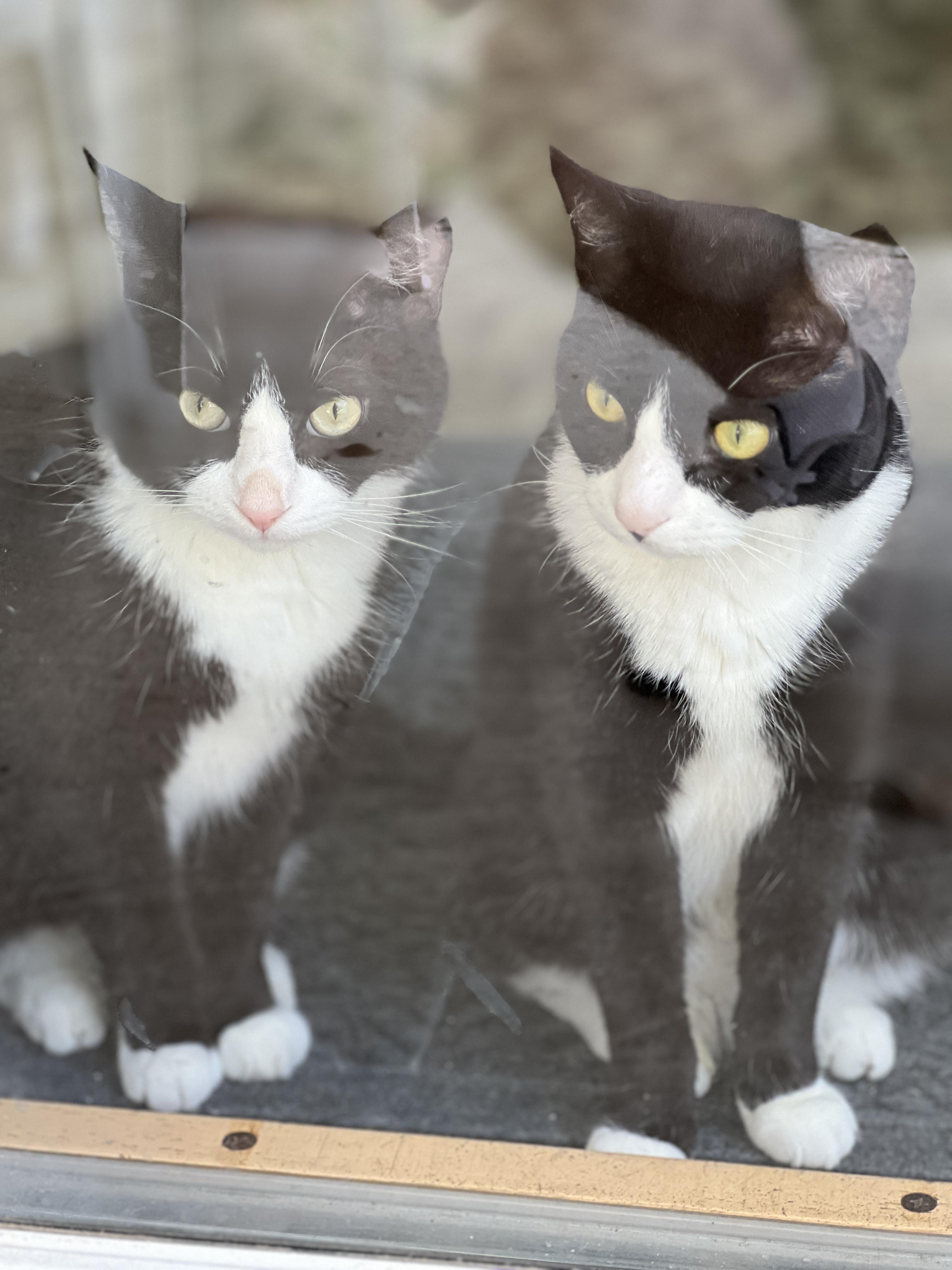 Tuxedo cats Rocko and Simon in funny poses with a Dairy Queen cup, aluminum foil, and cling wrap.