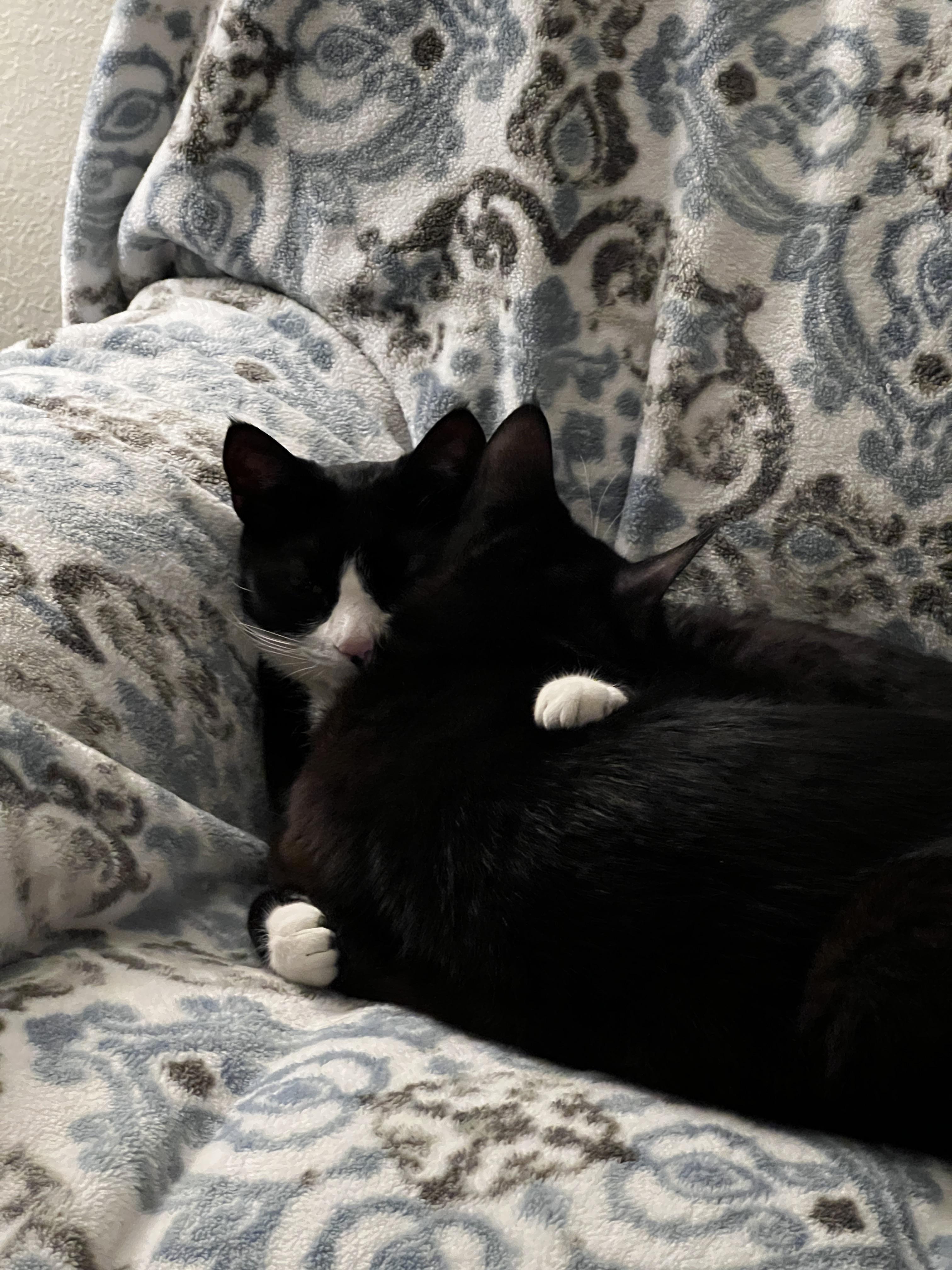 Tuxedo cats Rocko and Simon in funny poses with a Dairy Queen cup, aluminum foil, and cling wrap.