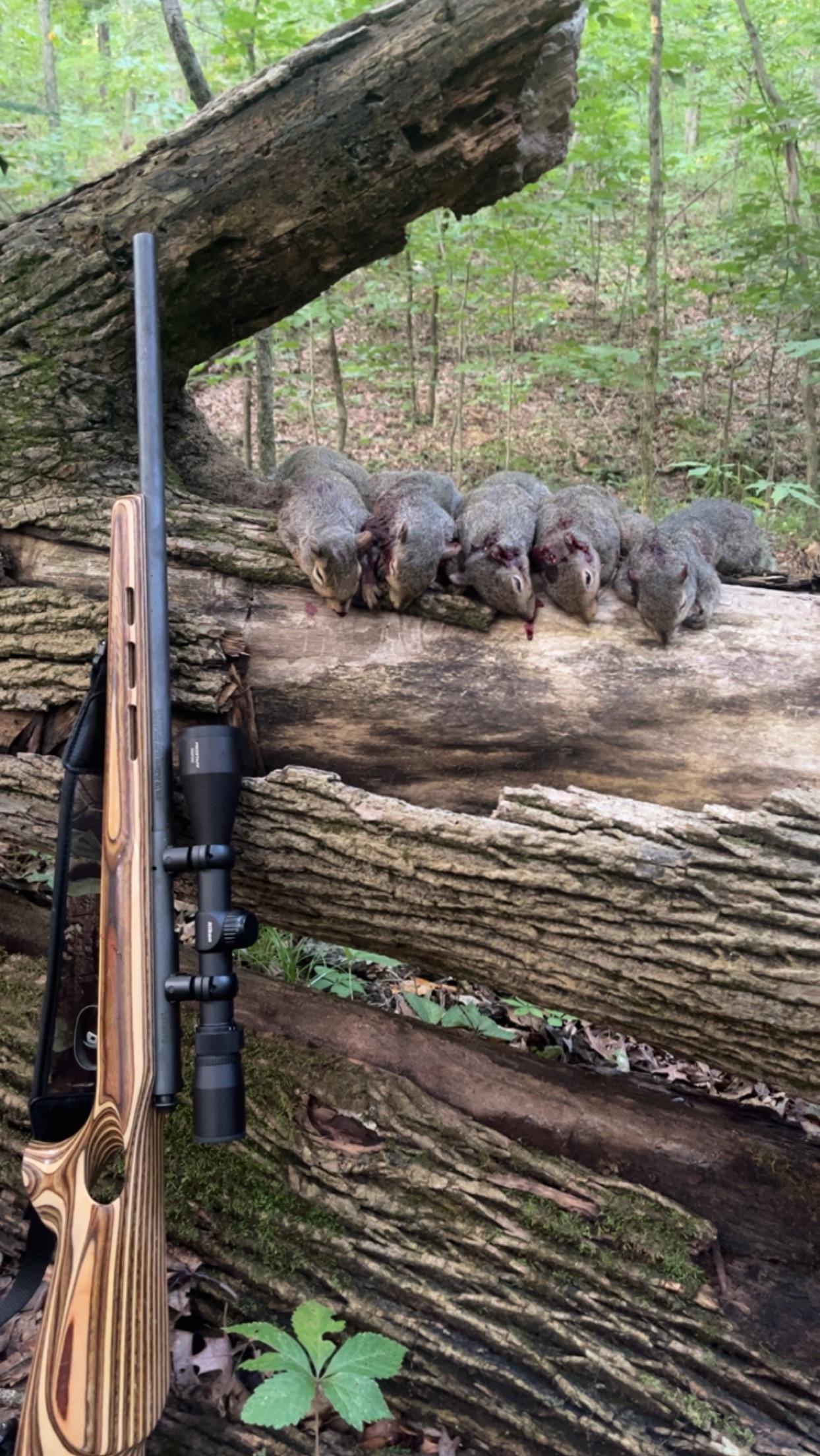 Hunting trophy display of squirrels hanging from a rifle leaning against a fallen log in the forest
