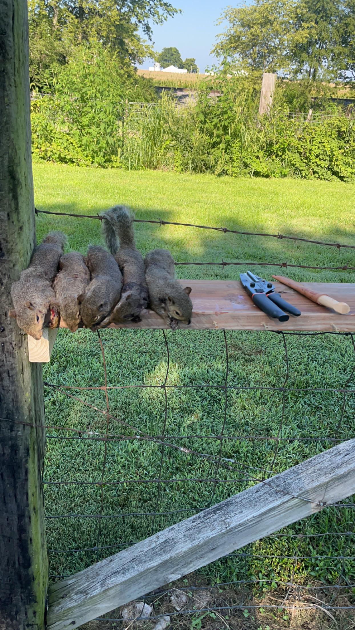 Hunting trophy display of squirrels hanging from a rifle leaning against a fallen log in the forest