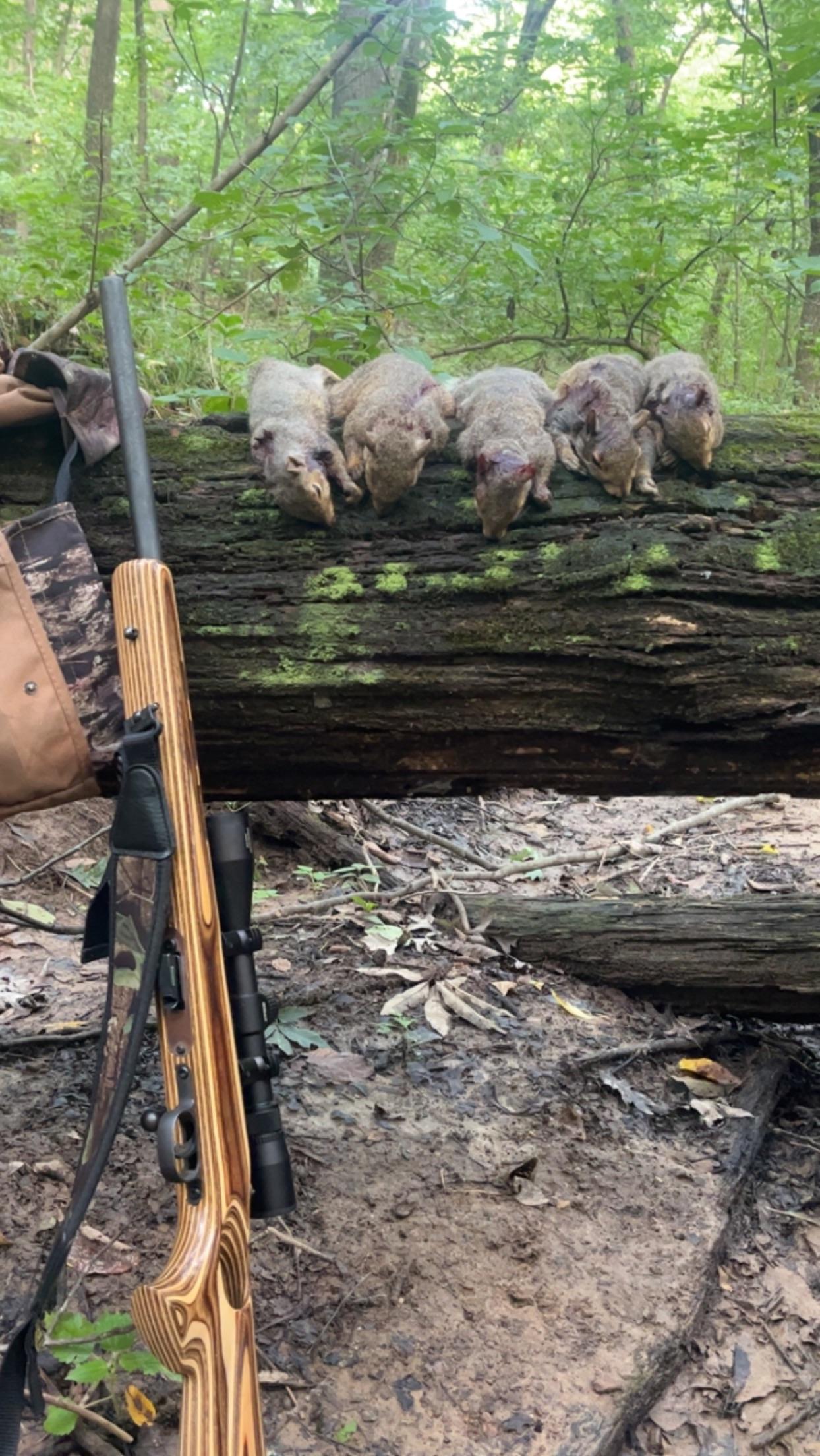 6th limit of squirrels this year