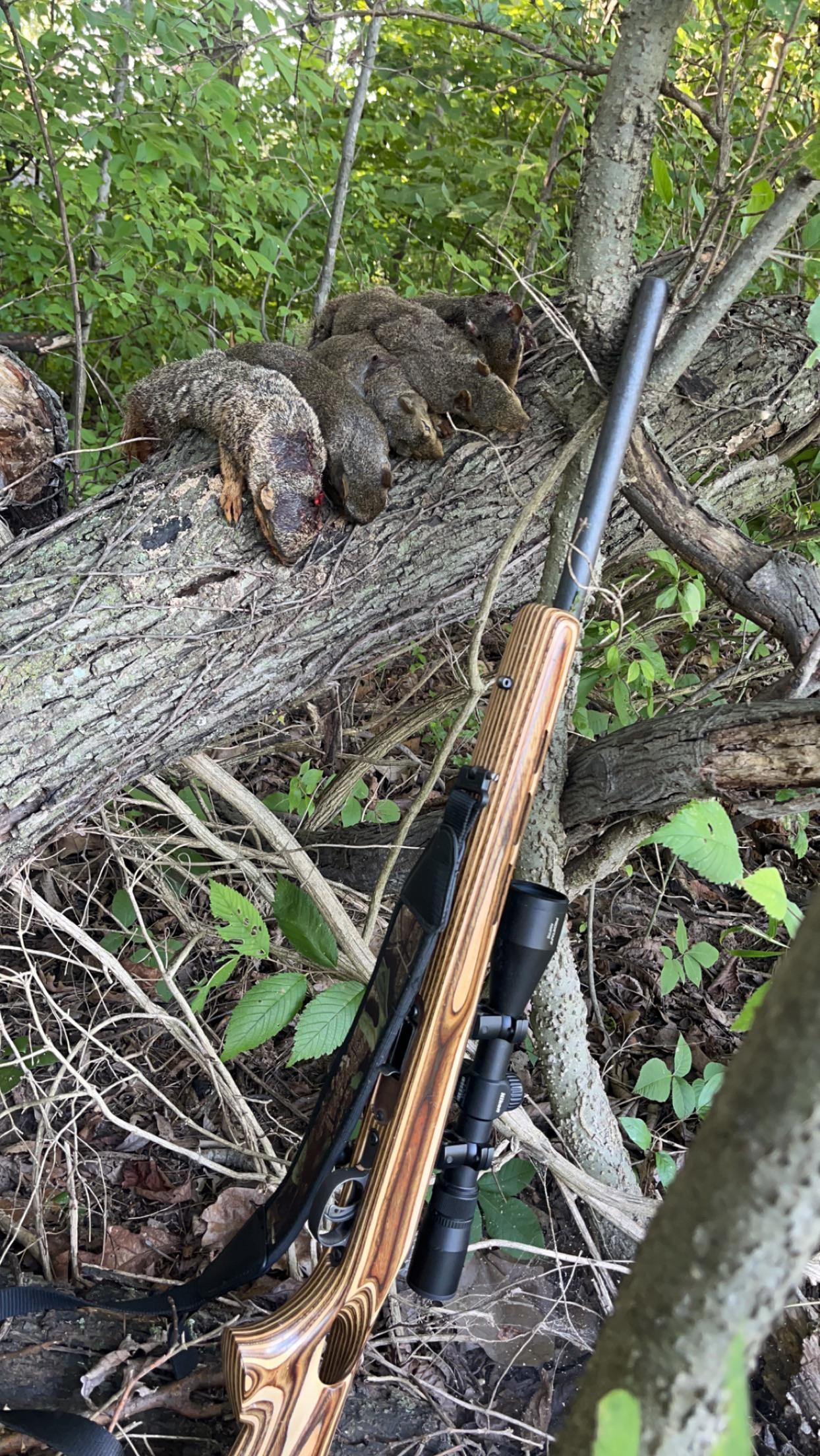 Hunting trophy display of squirrels hanging from a rifle leaning against a fallen log in the forest