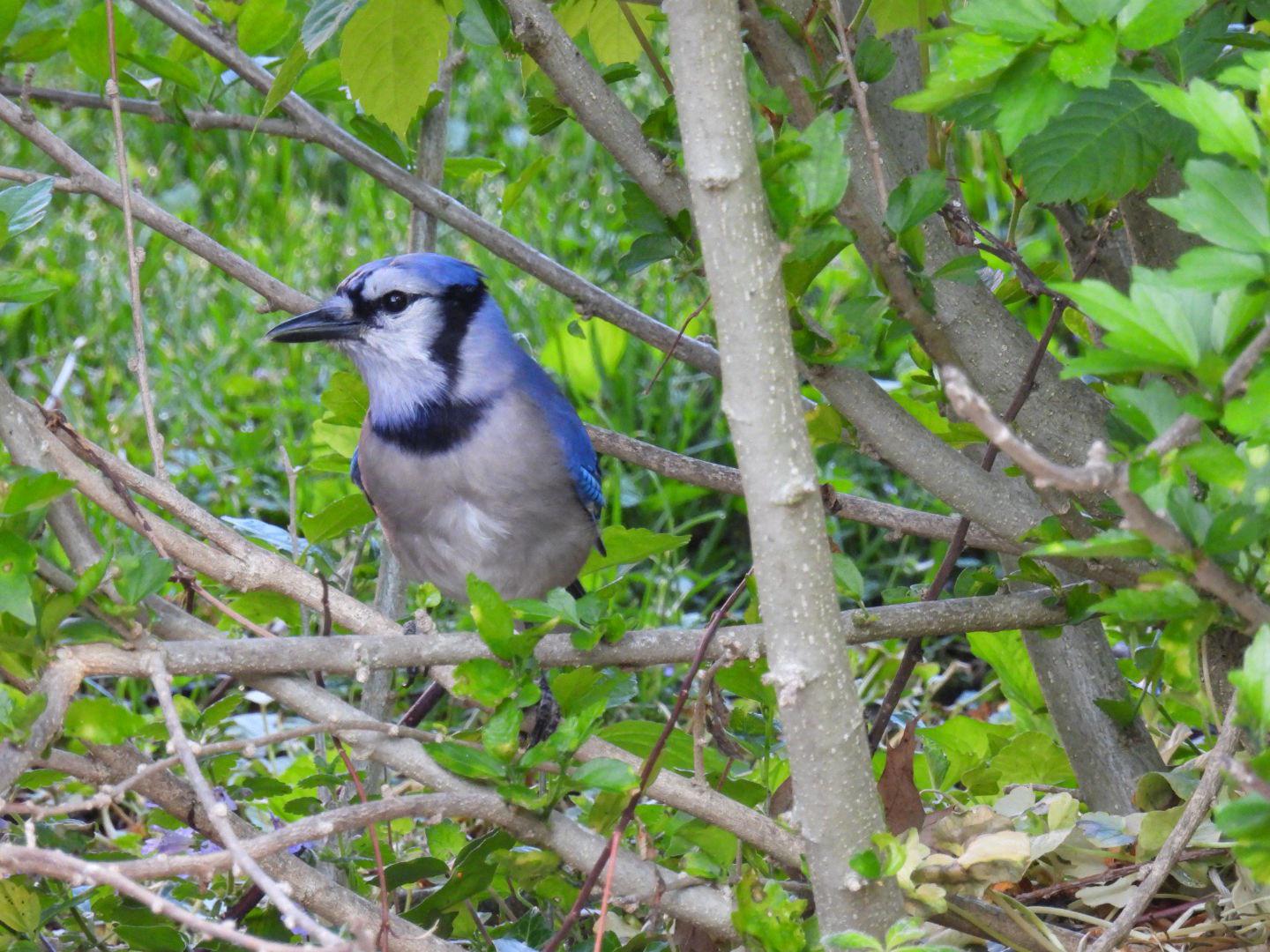 Blue Jay in Dayton, Ohio