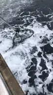 A great demonstration of why a harpoon and gaff are important tools while halibut fishing!