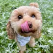 A special tongue out Tuesday!! 💙😍❄️