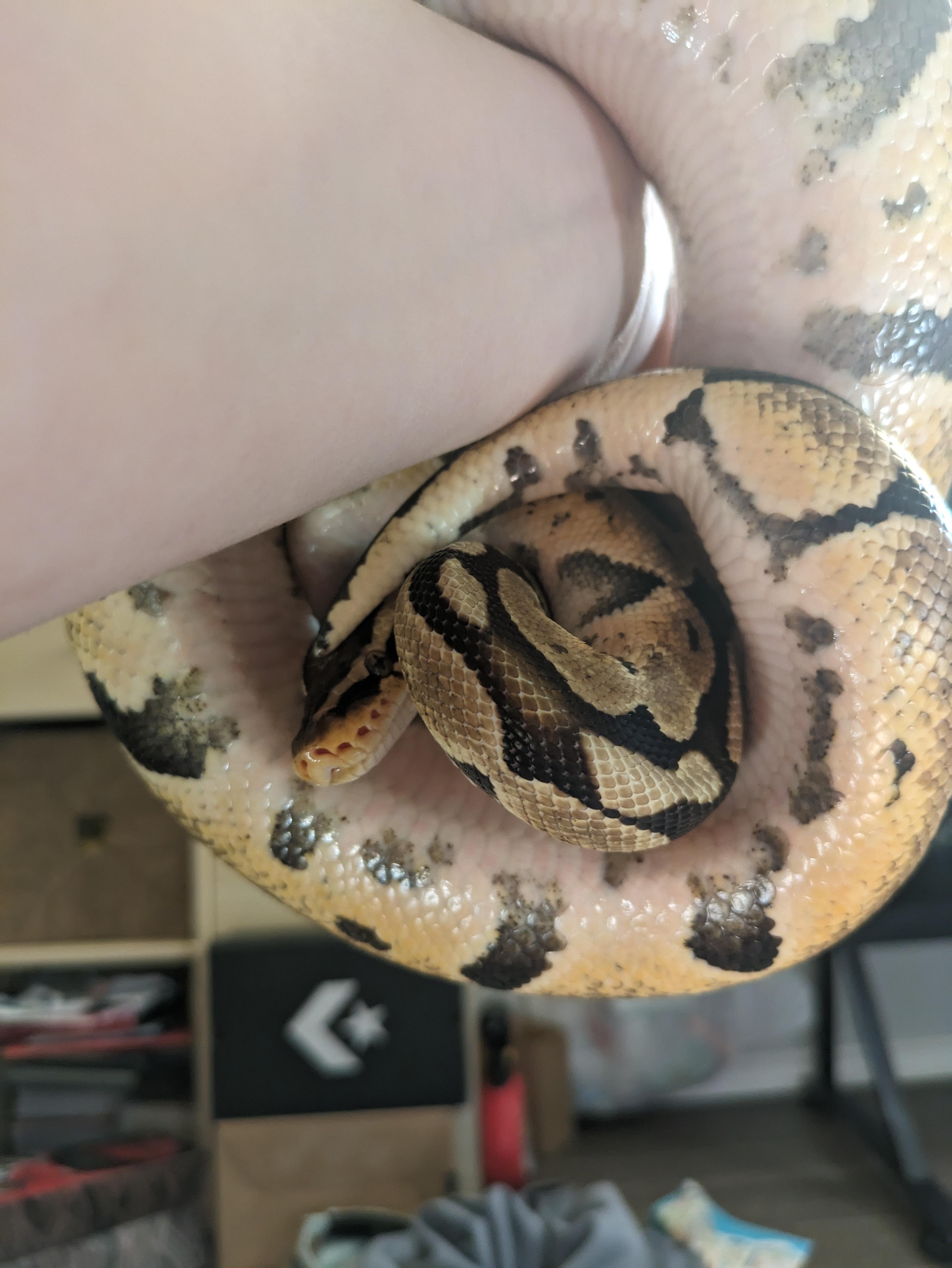 Hello I hear you want arm hugs 