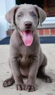 Silver/Grey Labrador Retriever Pup 💙