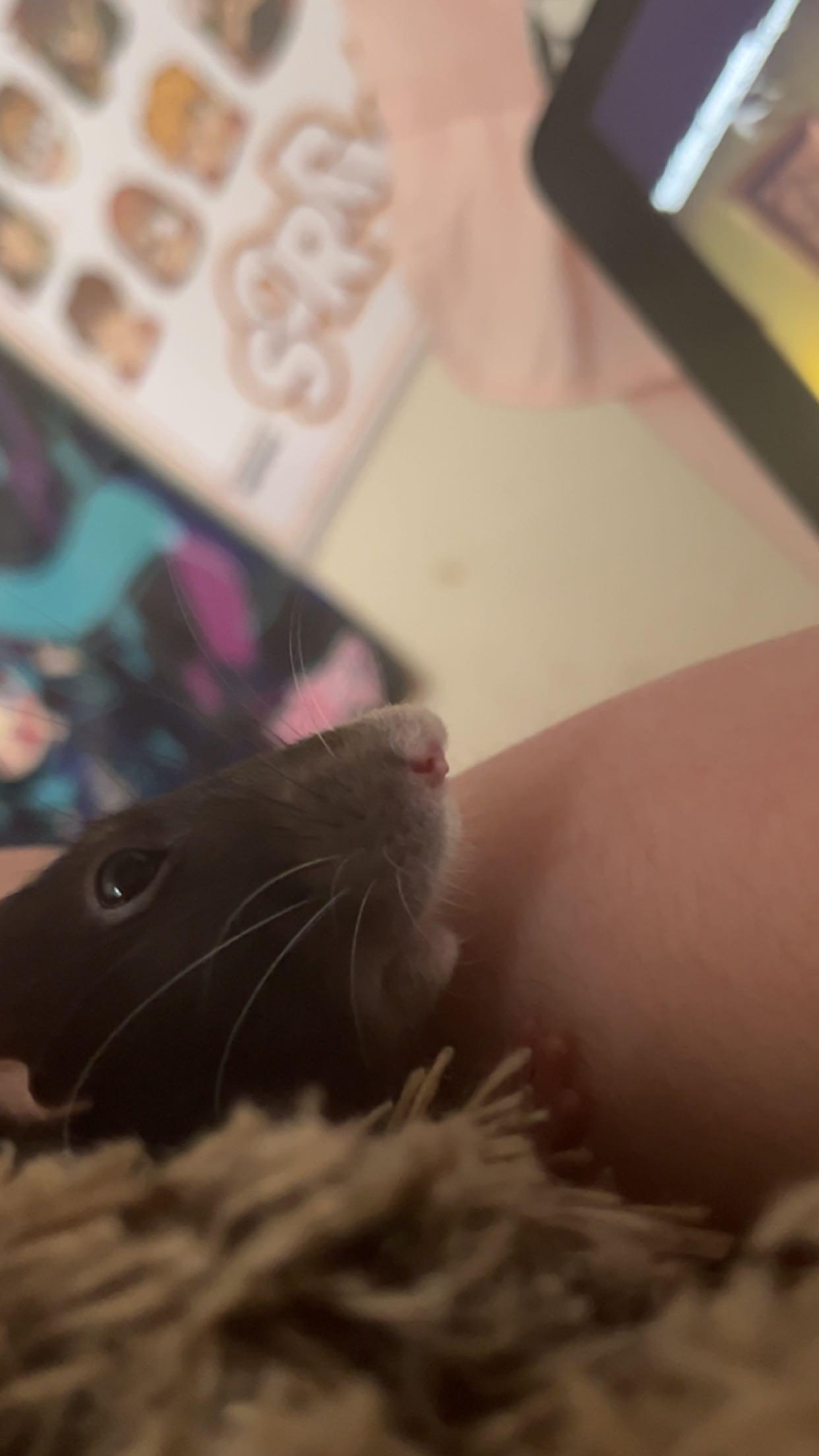 do anyone elses rats LOVE youtube😭 my rat (veil sanchez) will walk on my face or ipad until i put on youtube (specifically five nights at freddys game play) and she will sit and watch