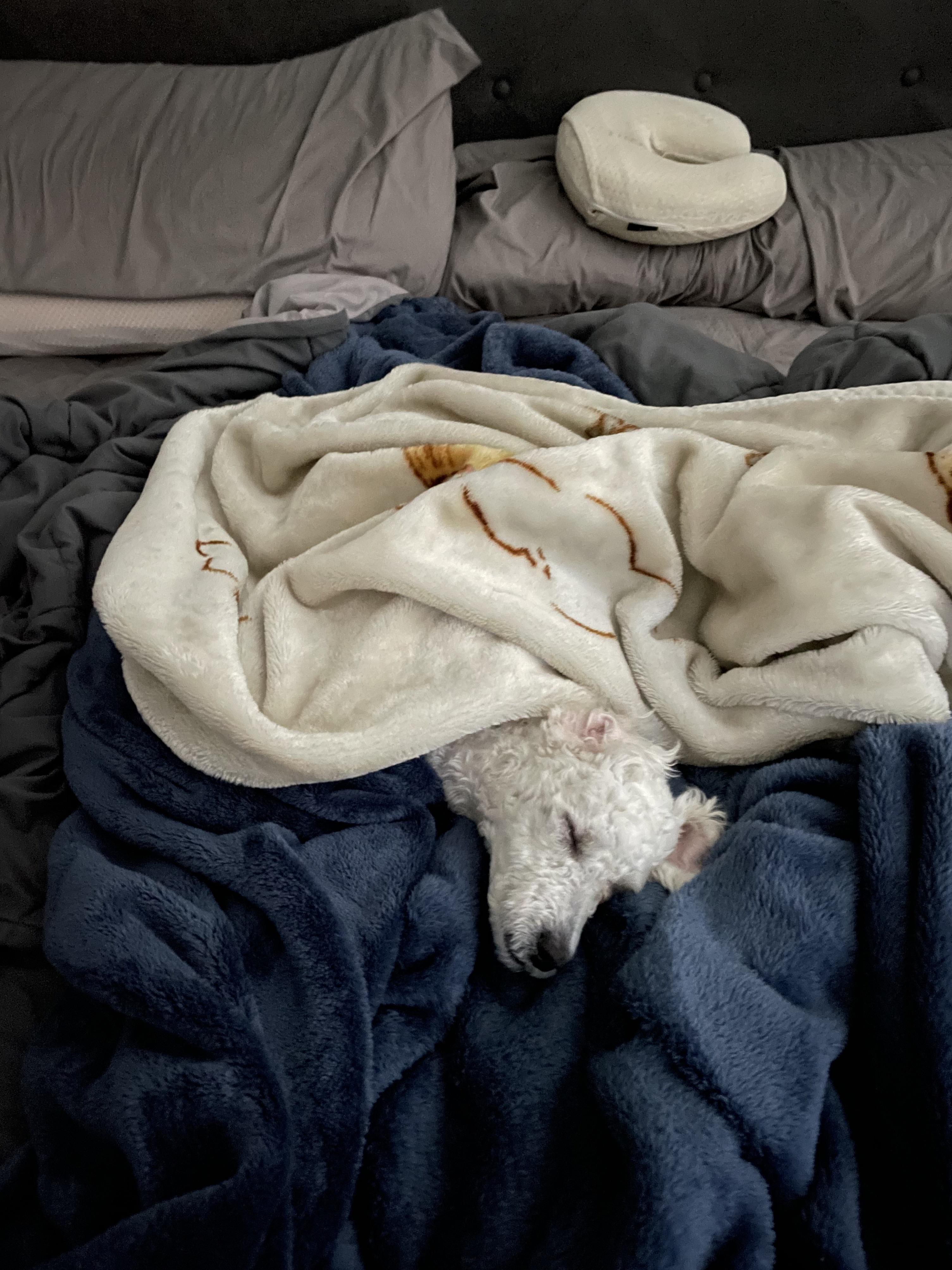 Always the last one to get out of bed in the morning!