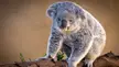 good koala wallpaper