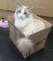 This little menace would have you believe she's a fragile innocent lil floof, do not be fooled by her!