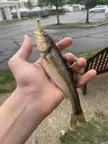 What is this fish? It looks almost like a baby carp but I am unsure. Measured at 9 inches 