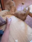 Blurry picture of a cat