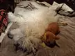 [OC] My dog and cat don't usually get along. I turned on the bedroom light and caught them snuggling on the bed. Mass hysteria!