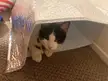 the cat in the bag!