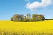 Cúchulainn's Castle surrounded by rapeseed, Dundalk, Co.Louth 