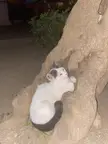 Tight pussy in a tree