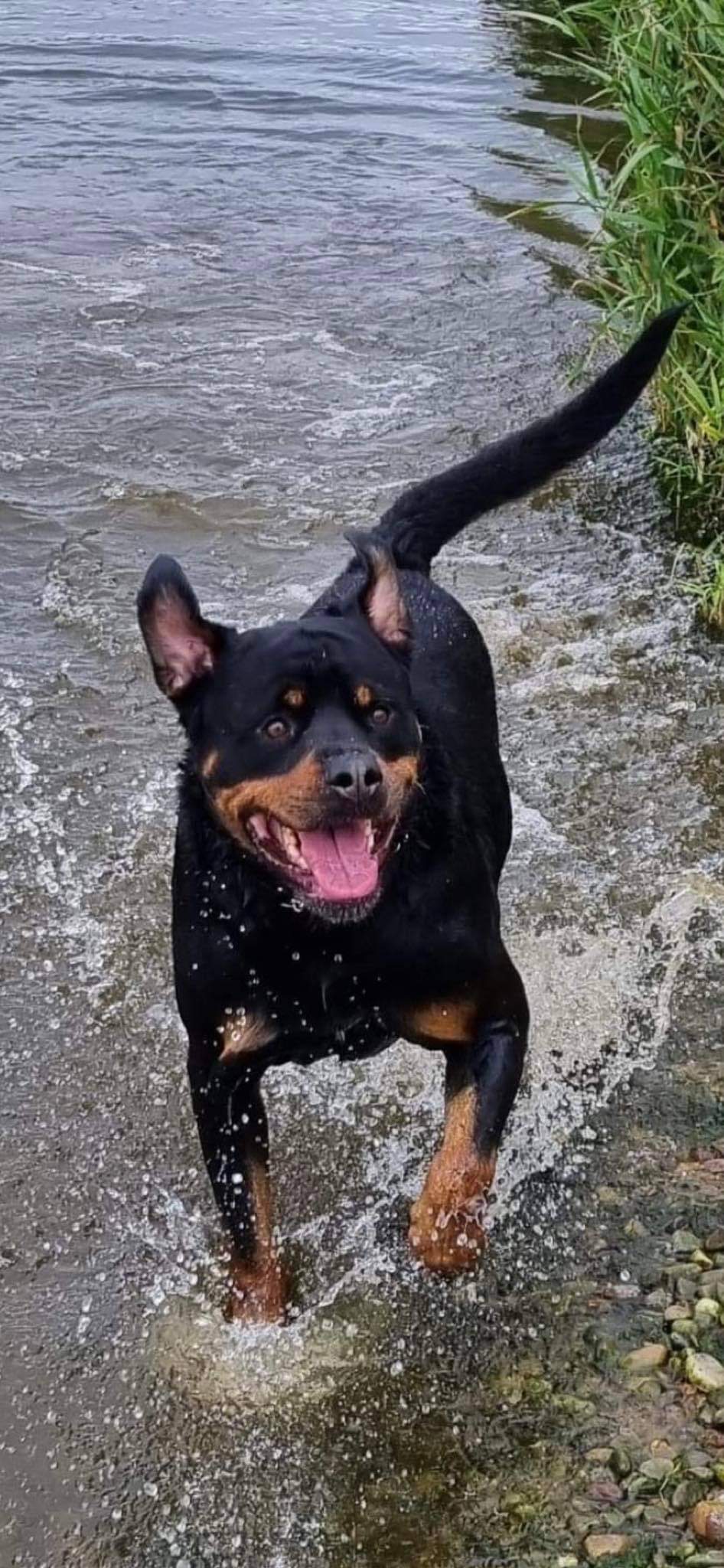 Big doofus playing in the water.