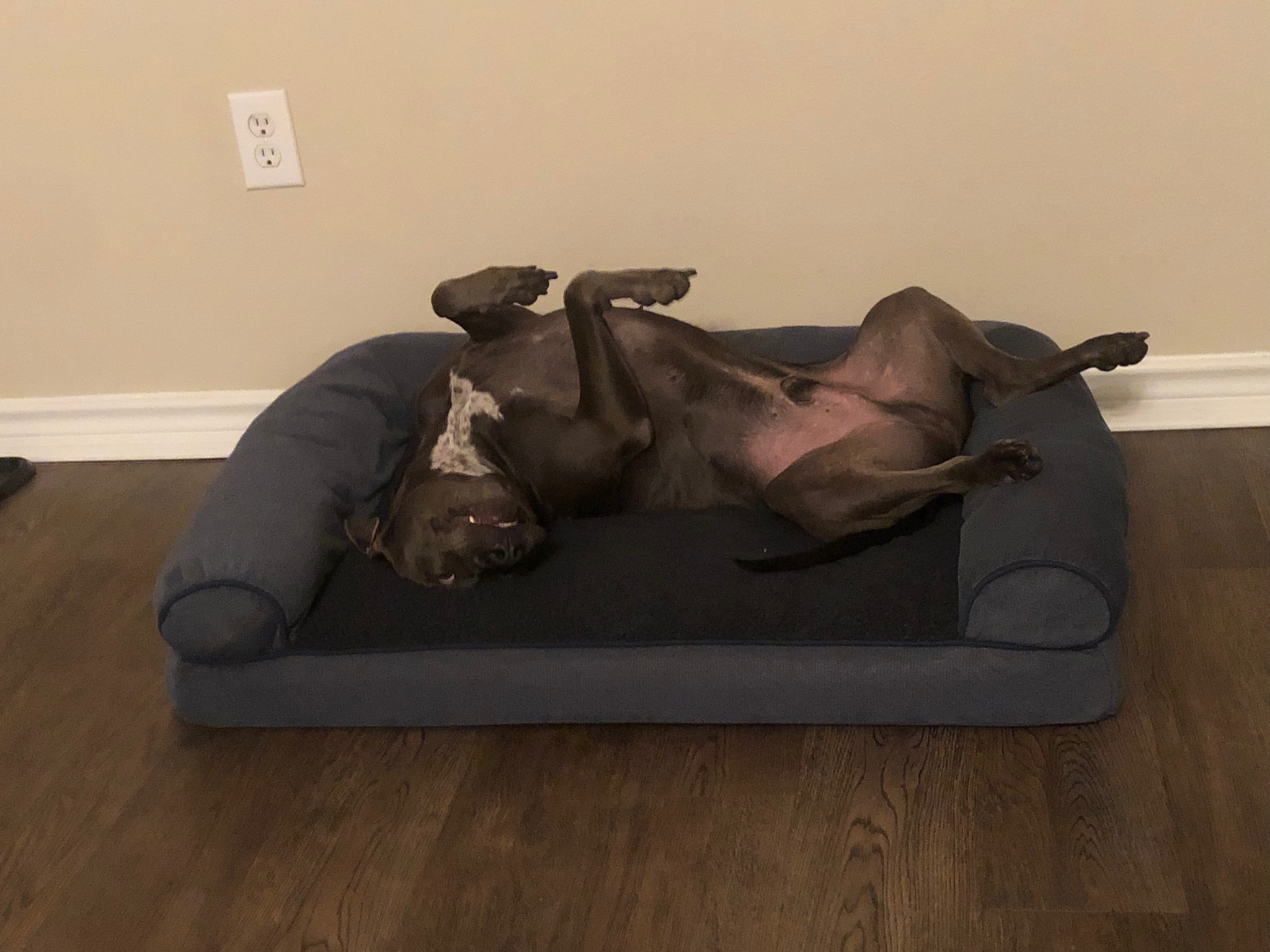 Discover more like WhatsWrongWithYourDog: Ruff Week and Related Content ...