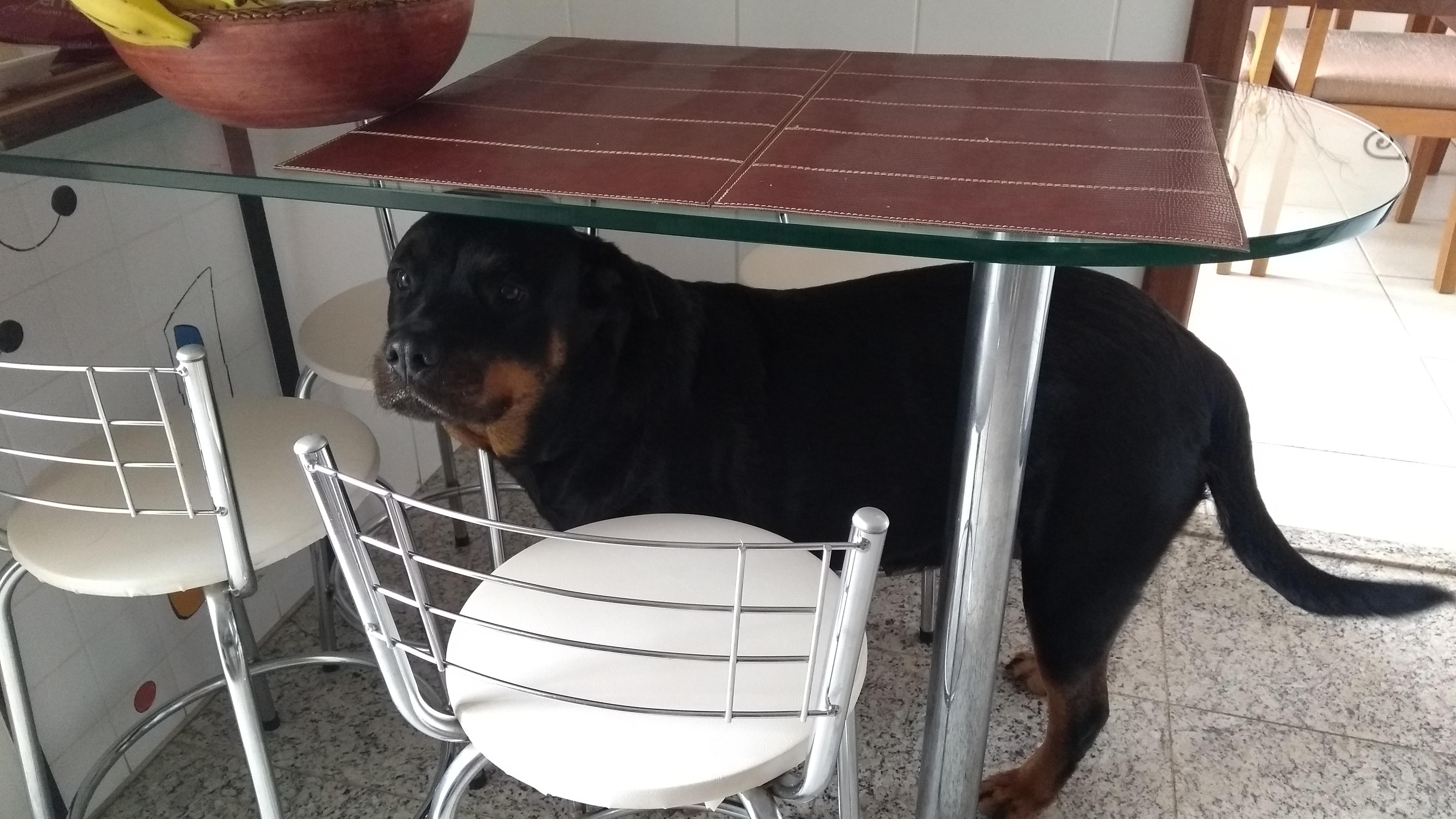 What is the kitchen table's height? -- One Rottie!