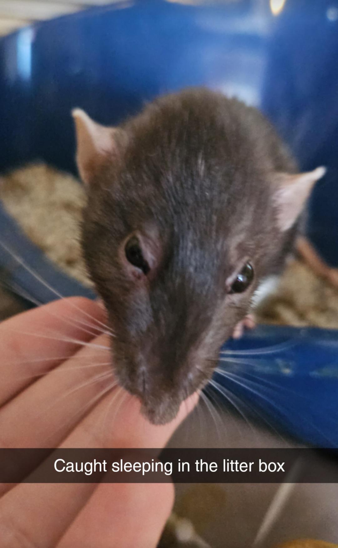 Shame This Stinky Girl