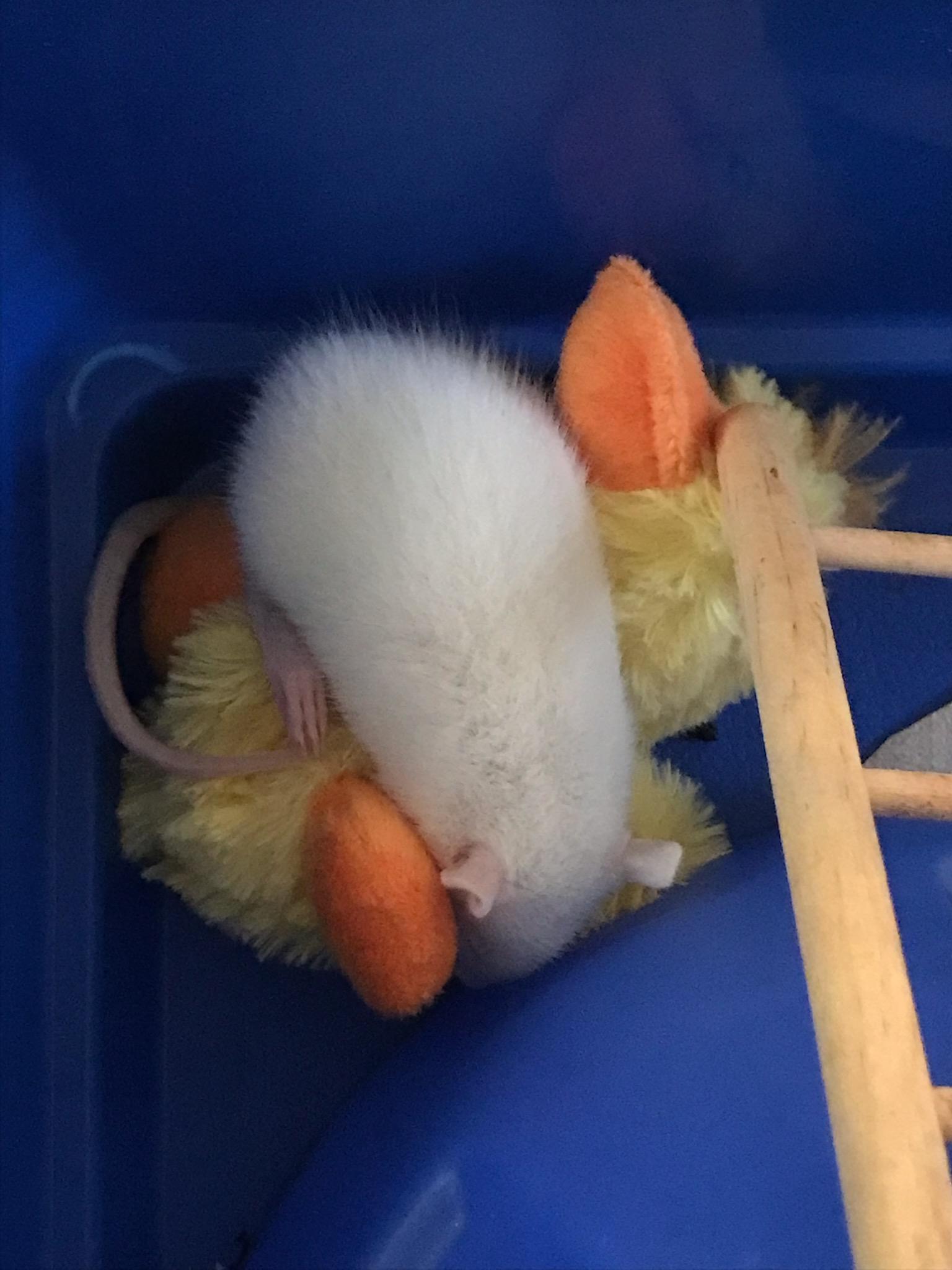 First night in his new home 