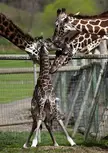 These giraffes welcoming a newborn to the herd with hugs