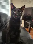 This is Trixie. She's my favorite derp ❤️