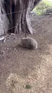 Wombat scratching back and butt using fence