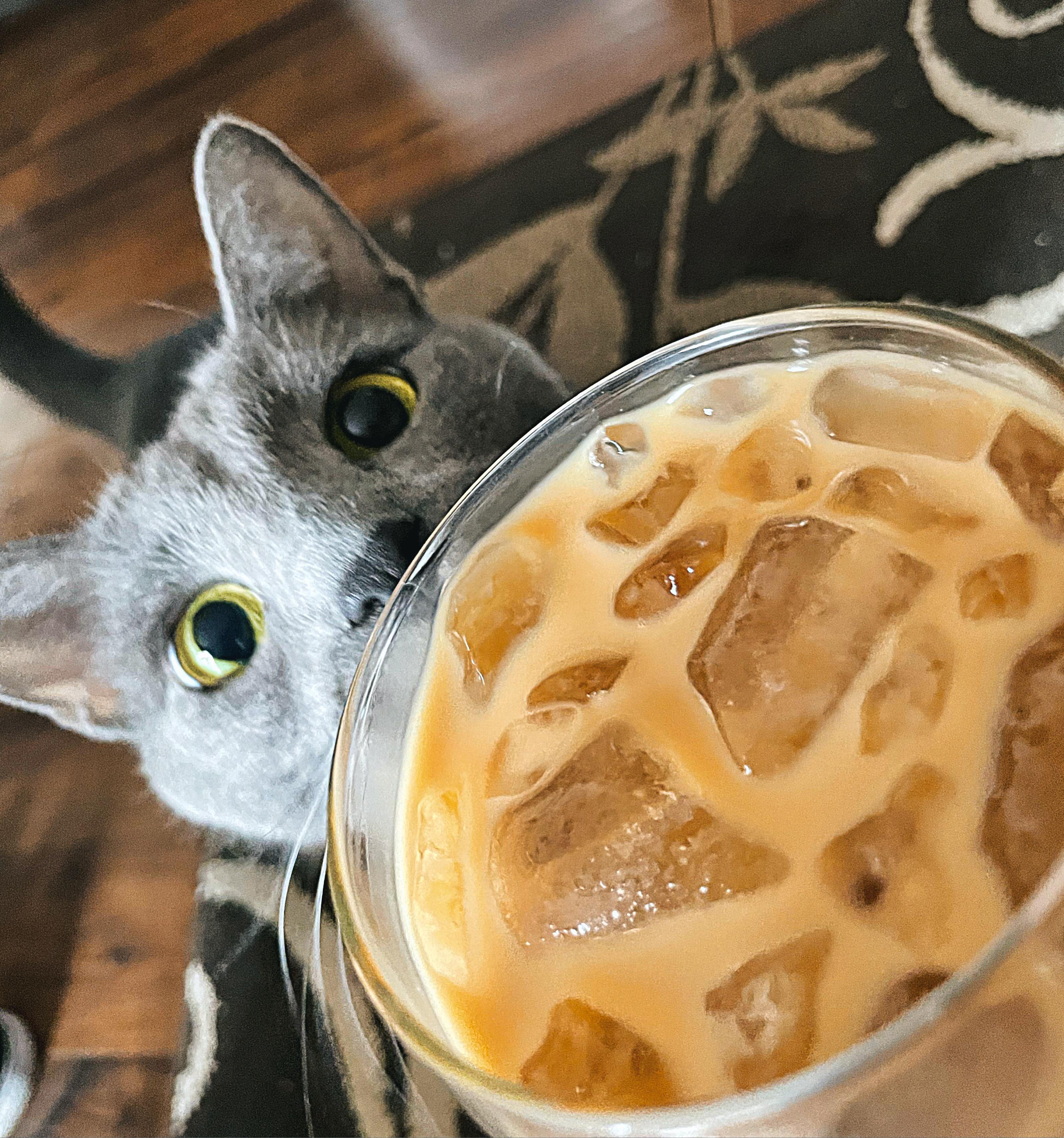 Iced Coffee Thief