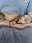 Chase has accepted his new sleeping buddy, my girlfriend. Guess I have to share everything in my relationship