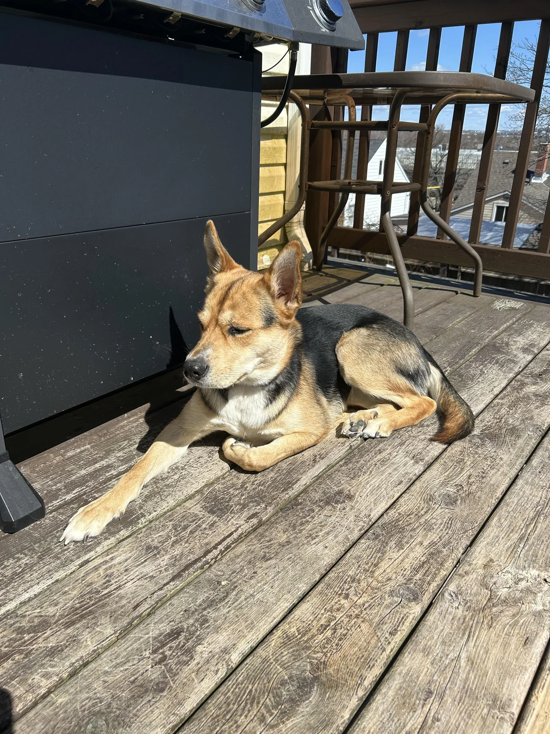 Rottsky in the sun ☀️ | Scrolller