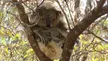 Koalas I spotted back in 2018 when visiting Australia