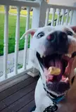 My Boy Loves His Treats