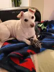 Did you say mini-mini?(walk)