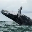 Humpback whale