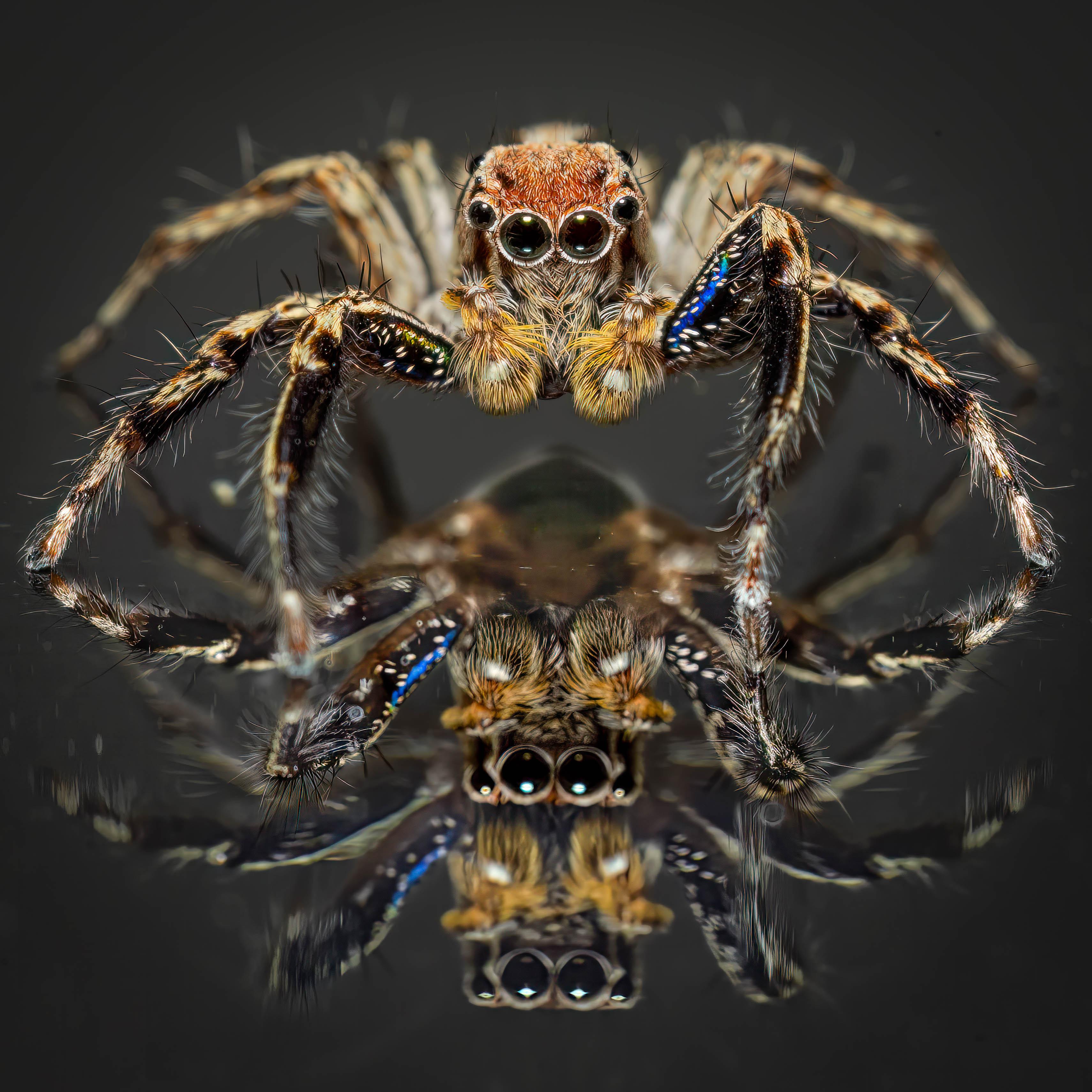 I see this species of jumper hanging out on my front glass door all the time. I have posted a similar image to this one, but I shot this photo today.