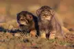 Behold the absolute cuteness that are Pallas' cat kittens.