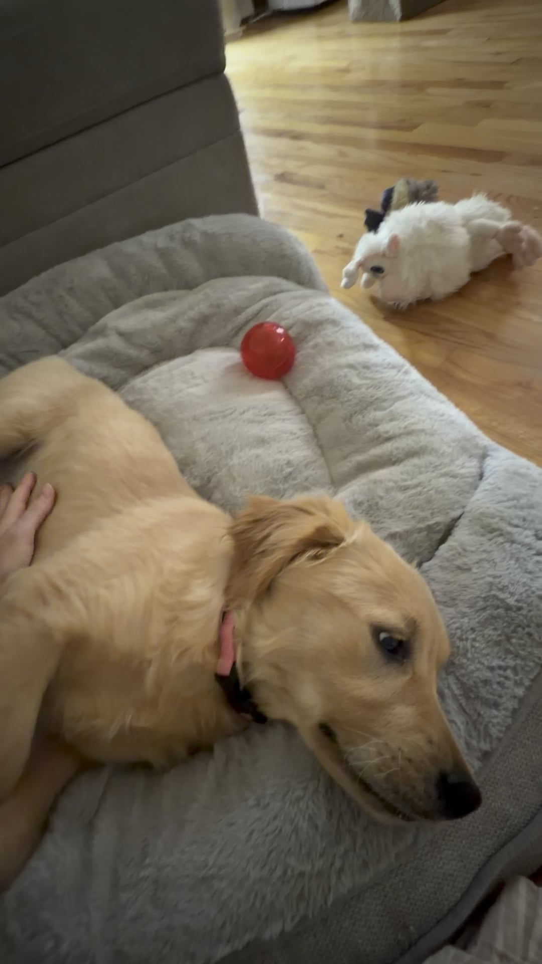 goldenretrievers