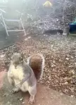 Sid the squirrel