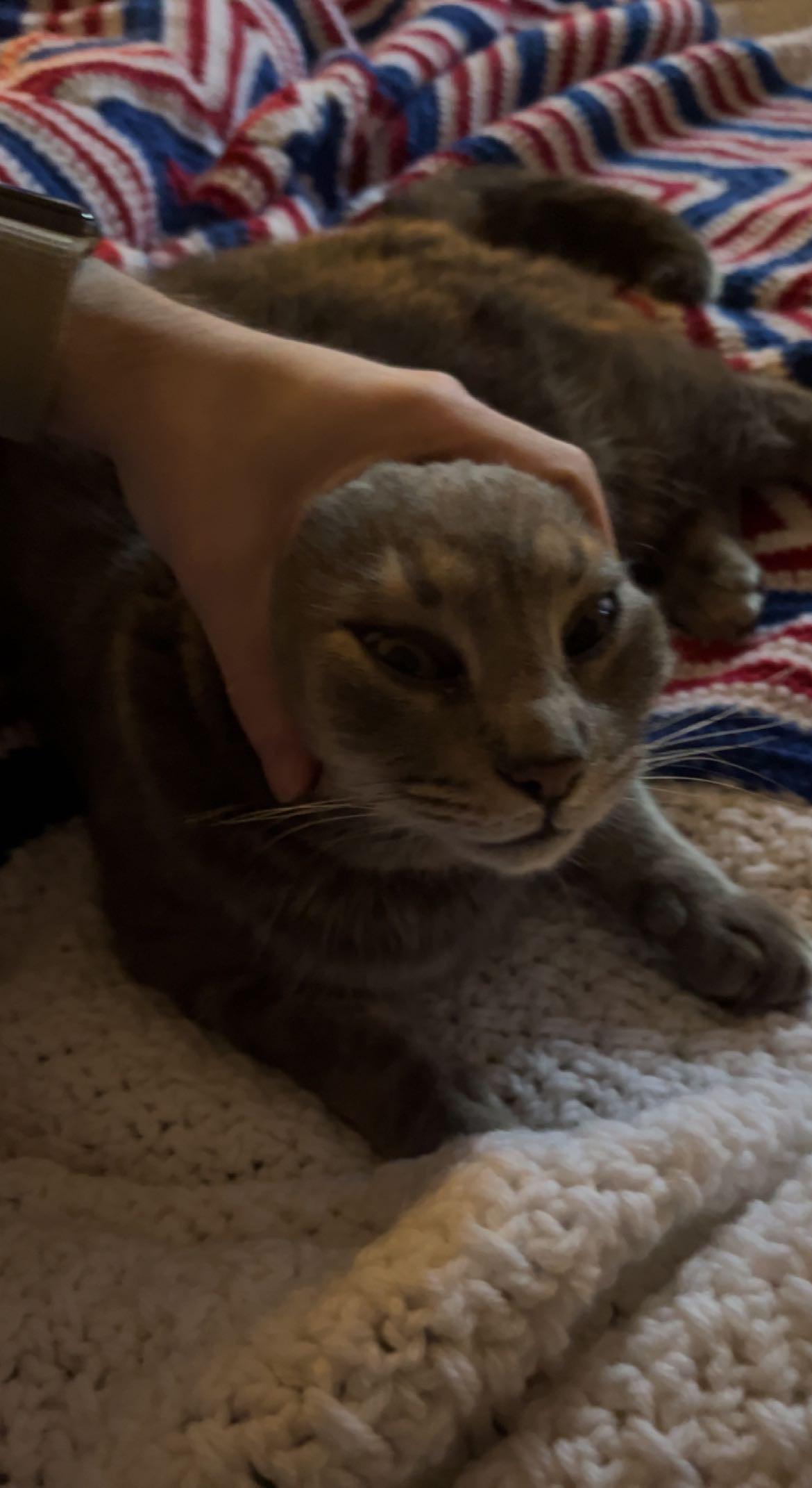 A person with light skin petting a brown tabby cat as it does the stremtch on a white and striped blanket.