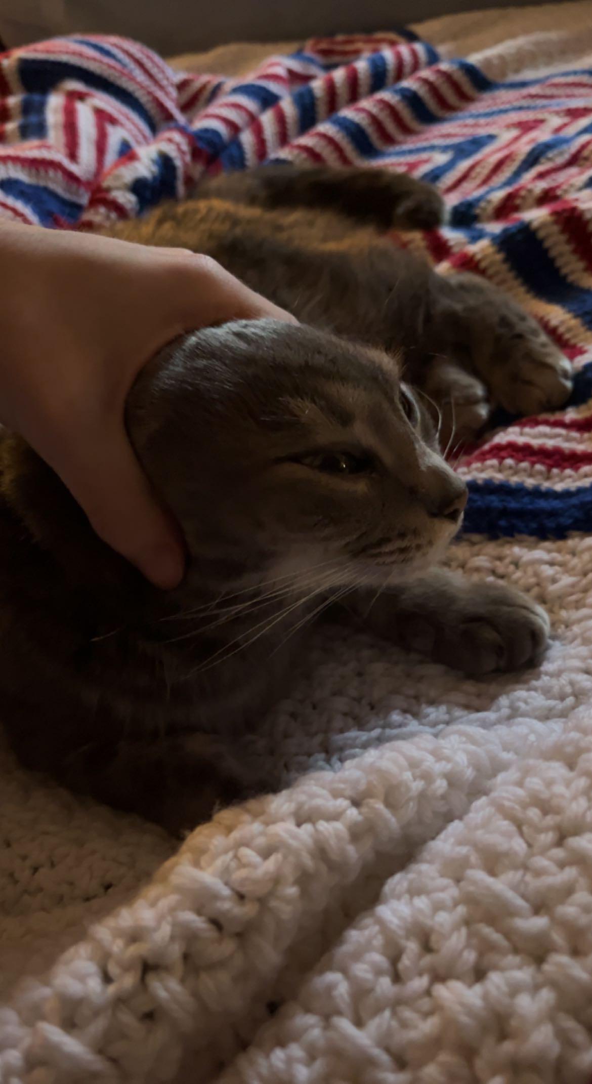 A person with light skin petting a brown tabby cat as it does the stremtch on a white and striped blanket.