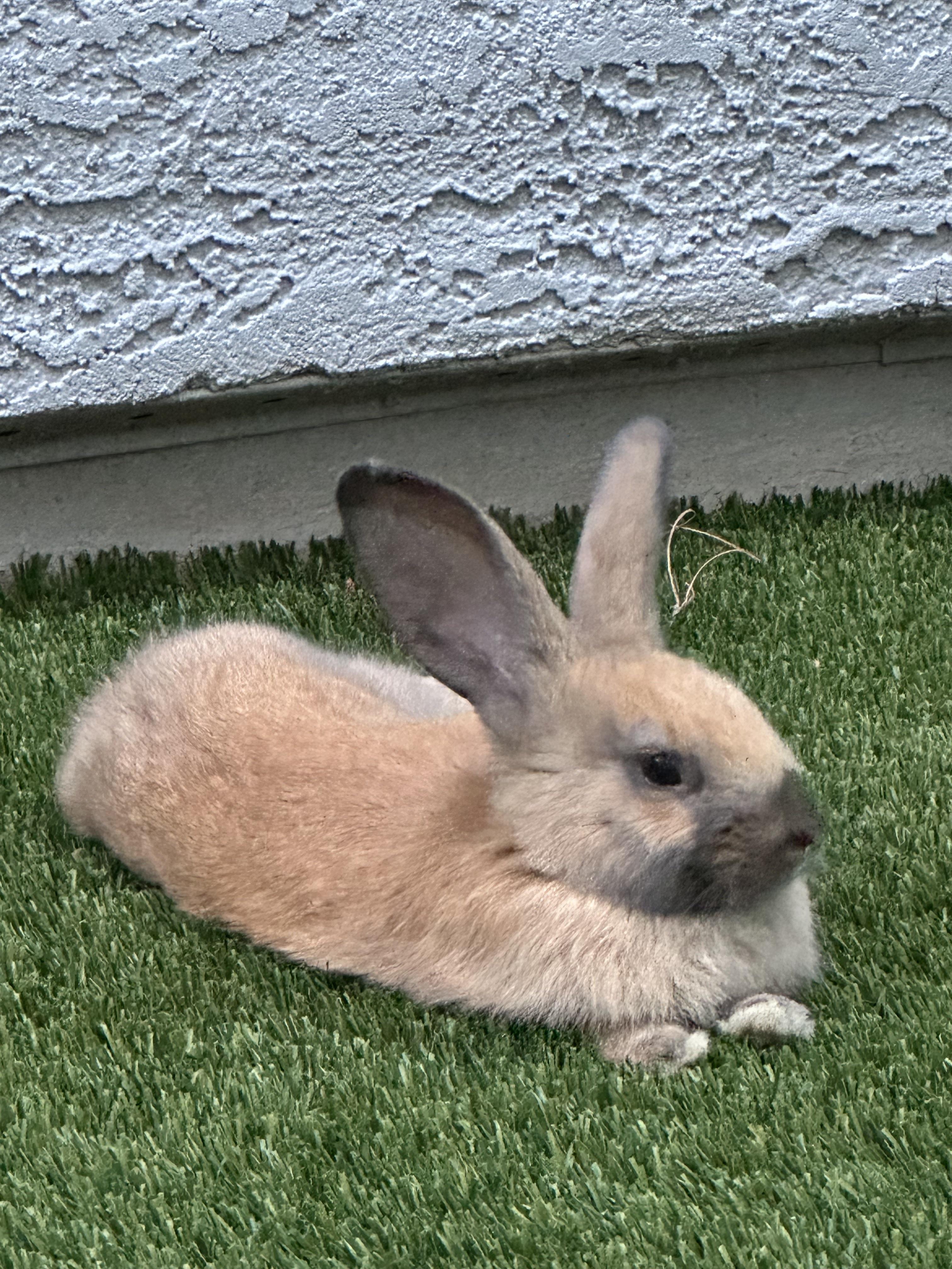 Does anyone know what type of rabbit breed I have? | Scrolller