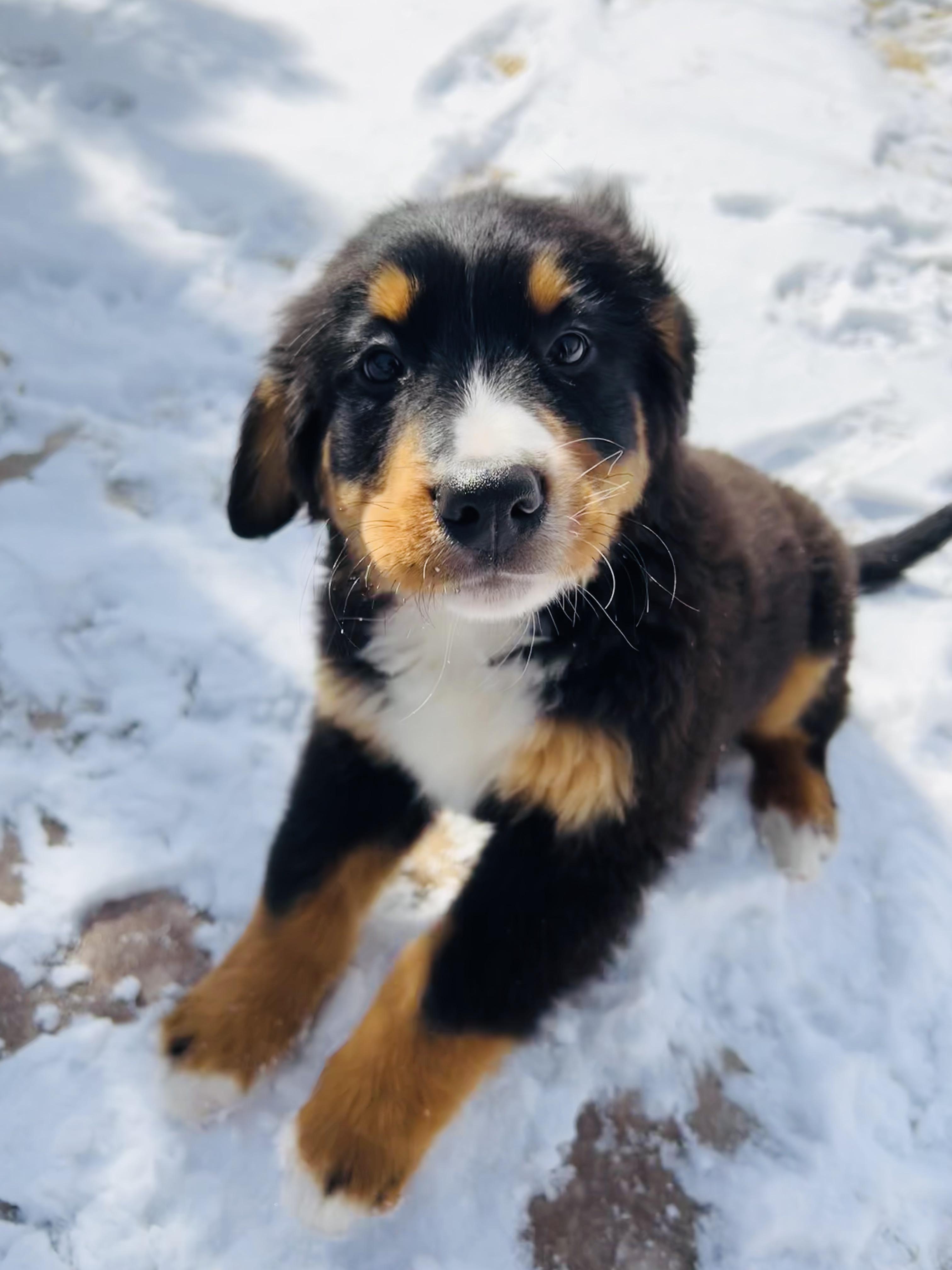 bernesemountaindogs