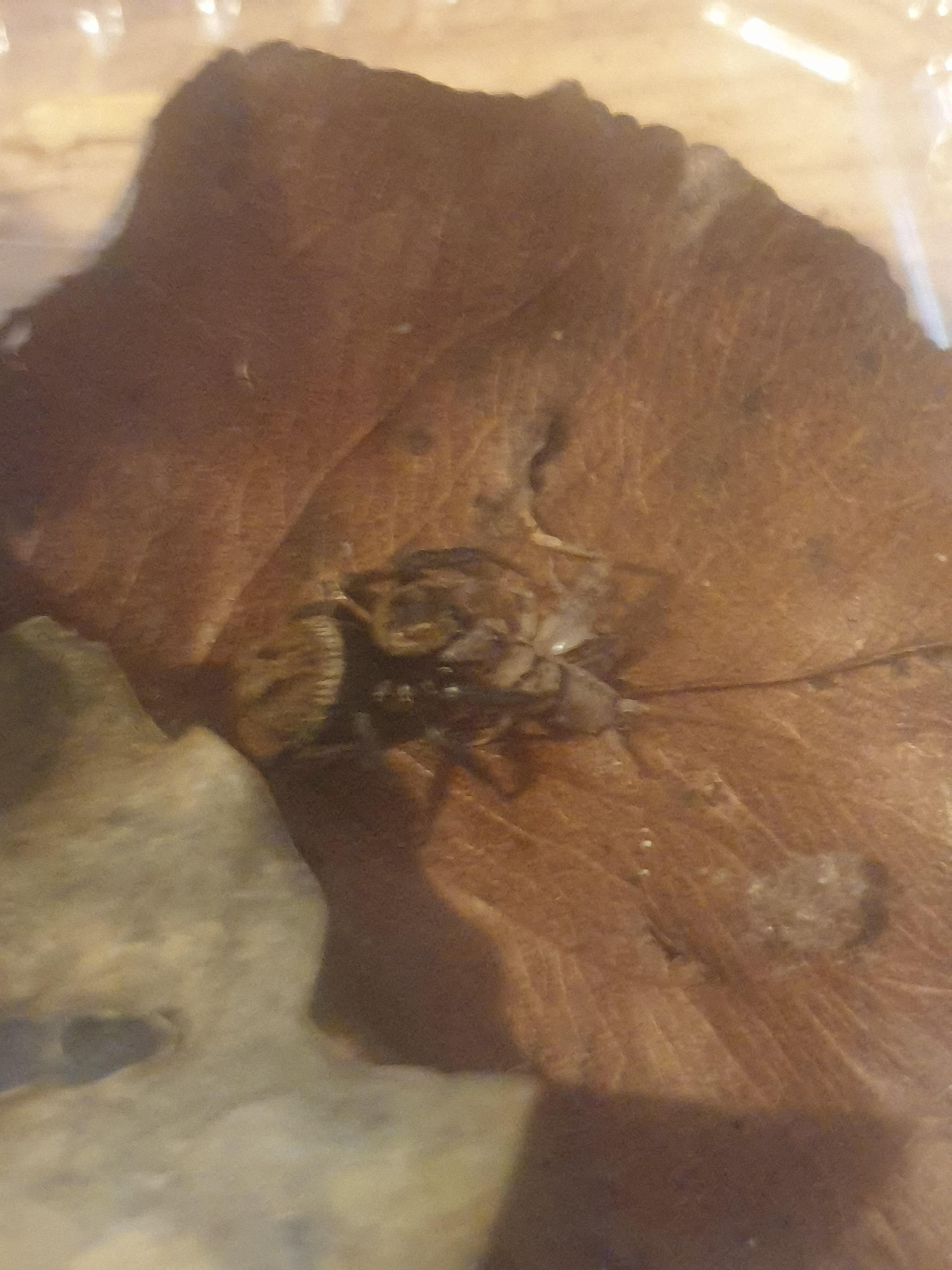 Jumping spider settles in and feasts.