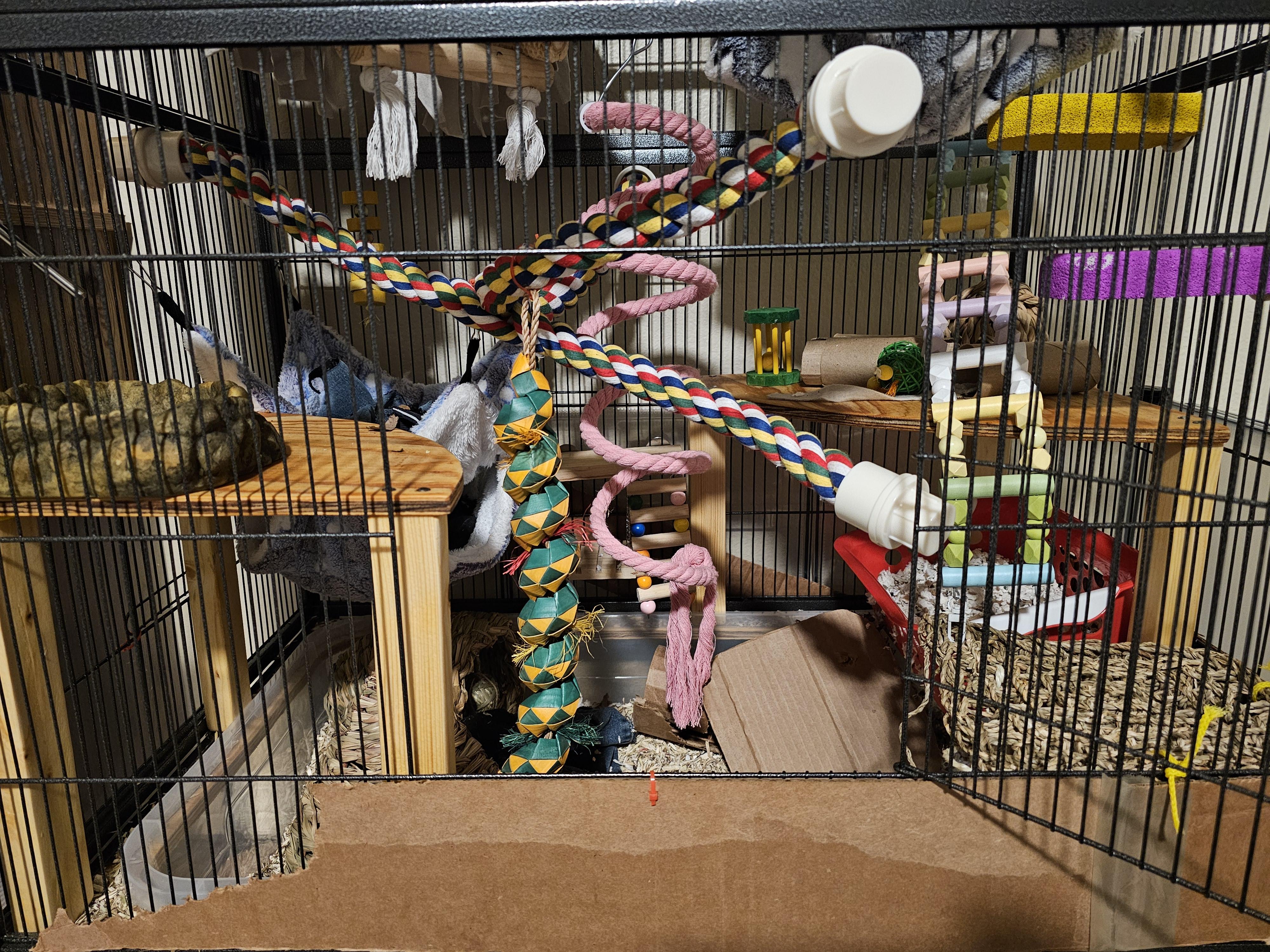 First cage setup vs. 2 weeks later | Scrolller