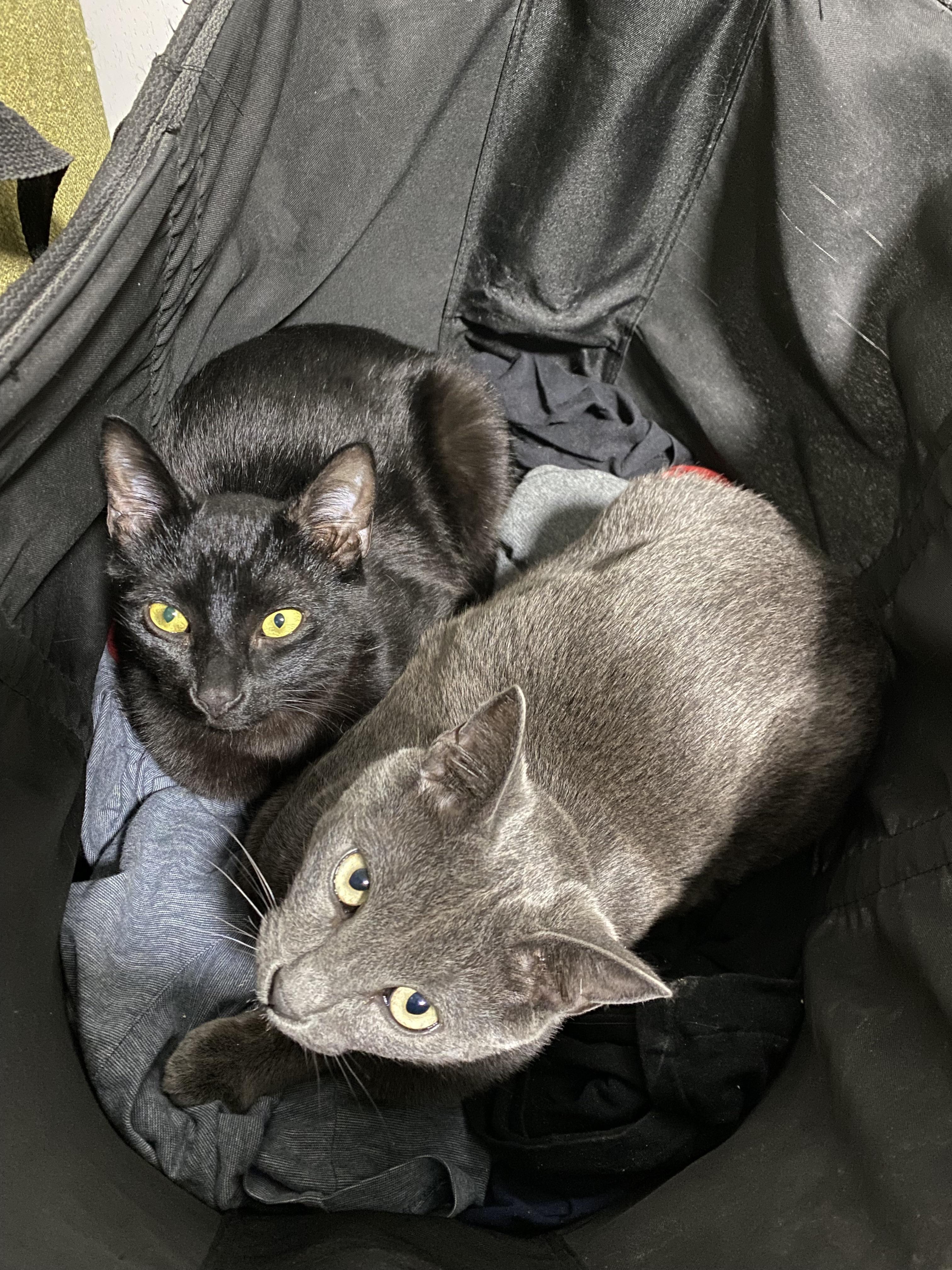 blackcats